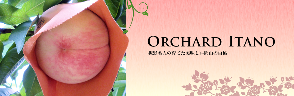 ORCHARD ITANO - 板野名人の育てた美味しい岡山の白桃